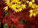 Yellow leaves and Red background